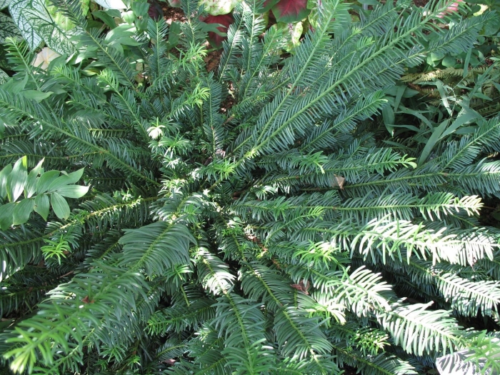 Cephalotaxus harringtonia