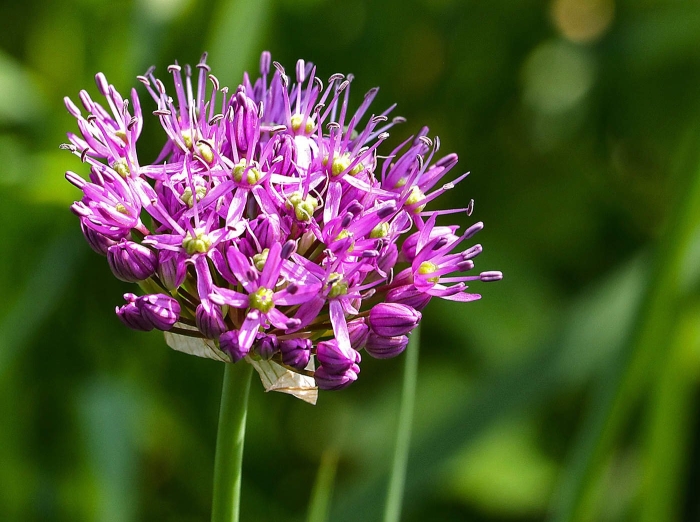 Лук шнитт дикий луговой