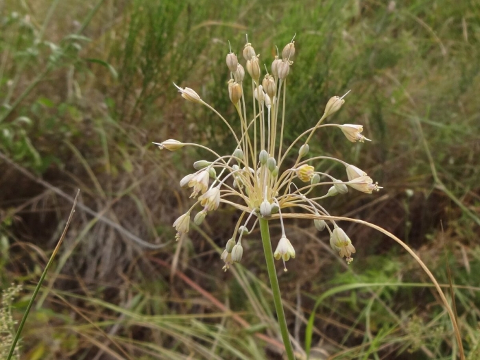 Allium paniculatum