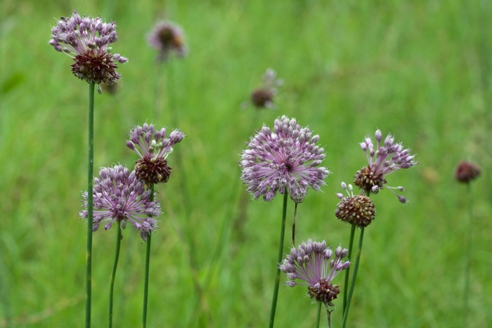 Аллиум луговой