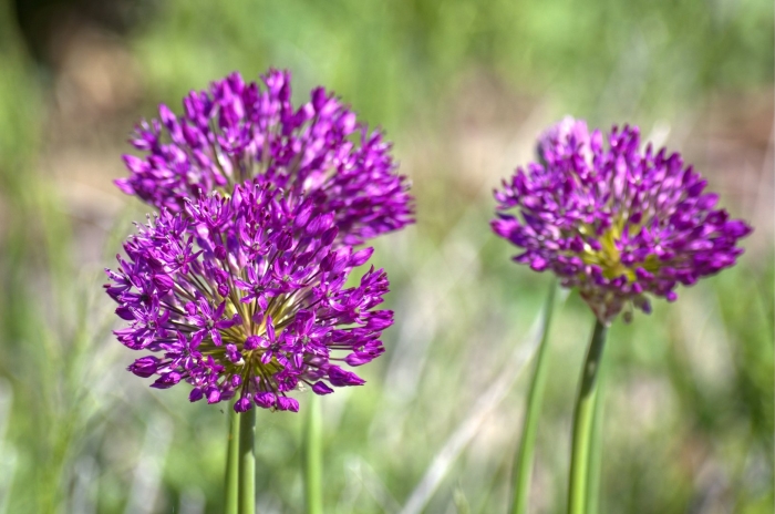 Прерия пурпурная цветок луговой