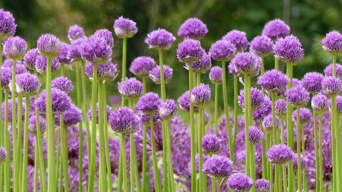 Аллиум гладиатор растение