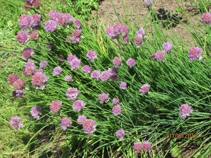 Лук медонос шнитт