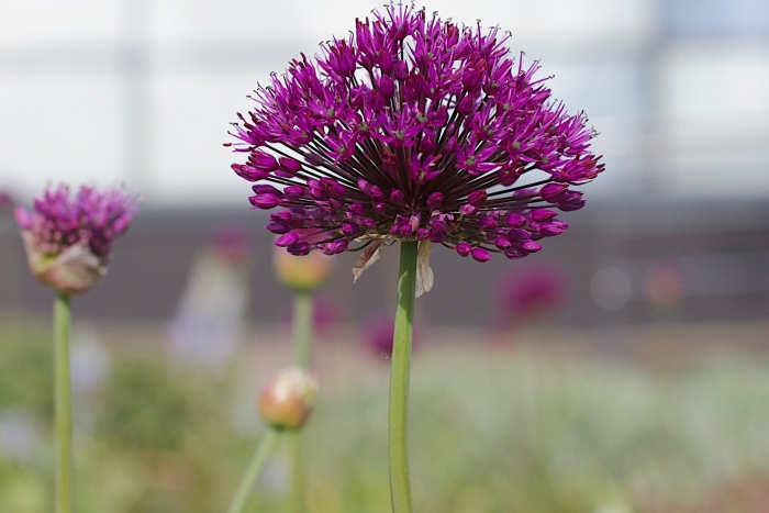 Аллиум сфаероцефалон