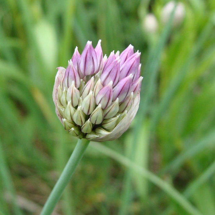 Allium schoenoprasum