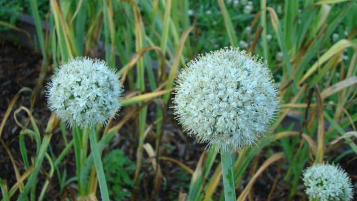 Лук пскемский