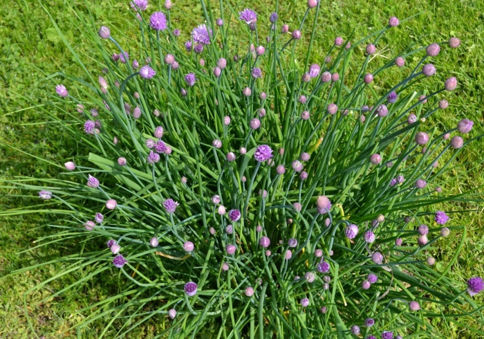 Лук шнитт выращивание