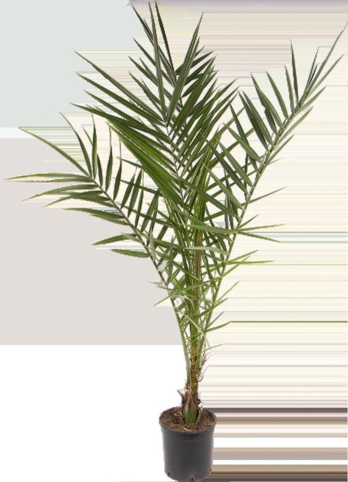 Пальма финиковая