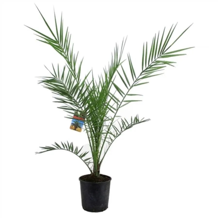 Луксор финиковая пальма