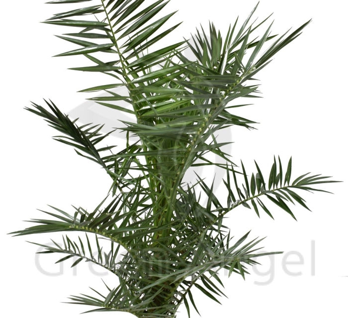 Финик канарский (d-30 h-180)