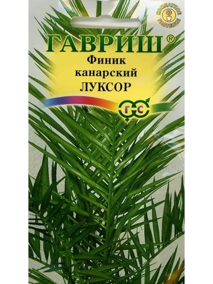 Финик луксор канарский 2 шт