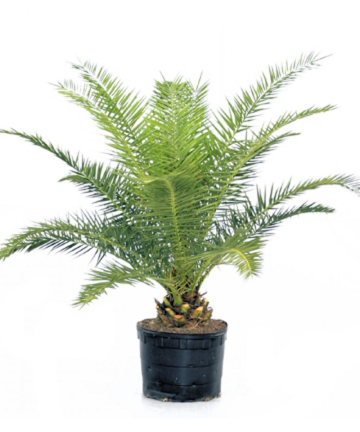 Пальма финик канарский