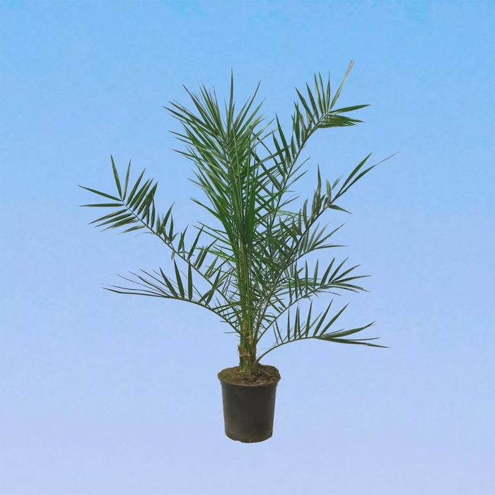 Финик канарский комнатное растение