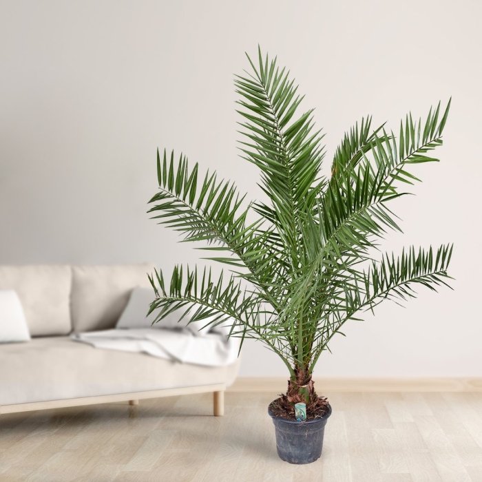 Финиковая пальма финик канарский