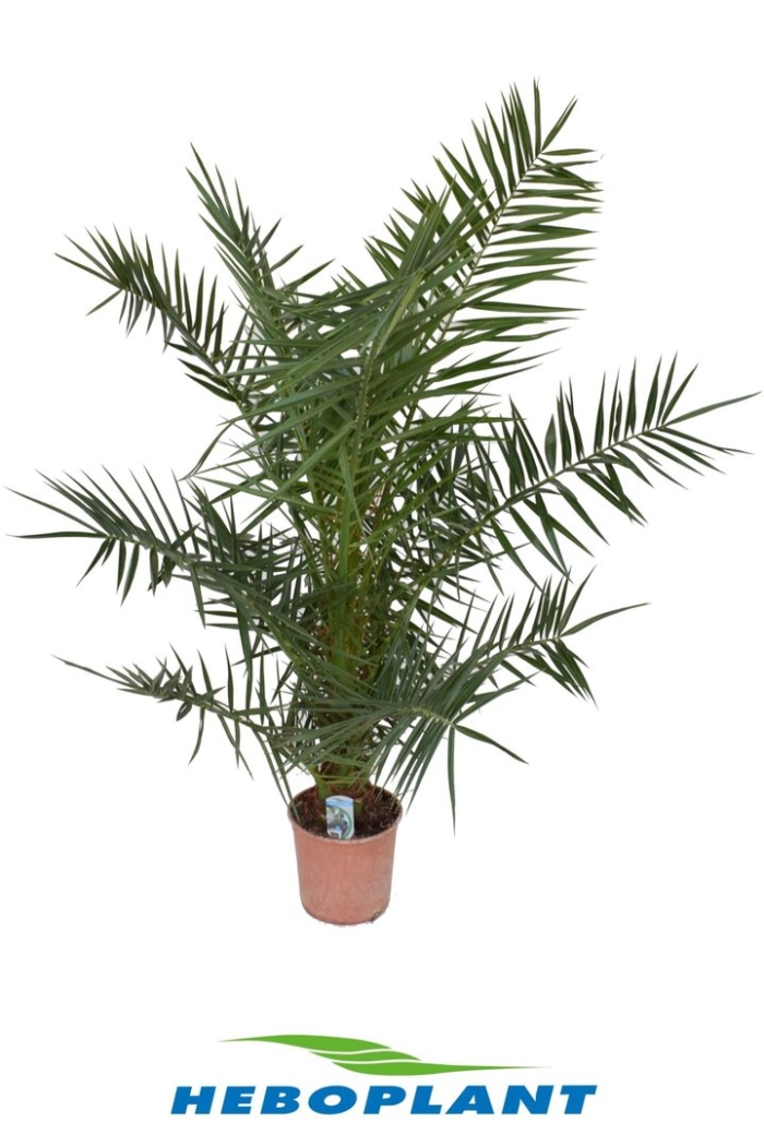 Финик канарский (120 см)