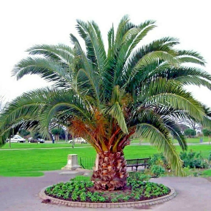 Phoenix canariensis