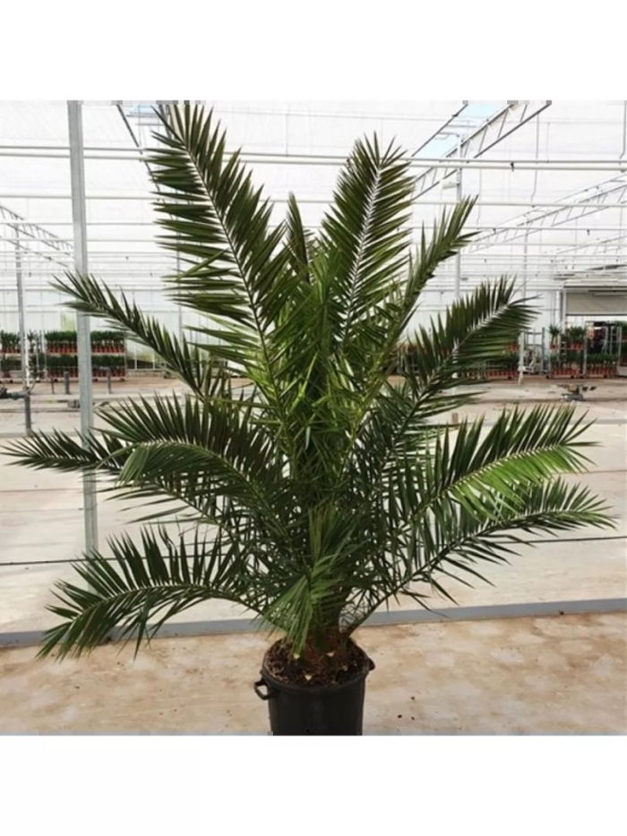 Канарская финиковая пальма