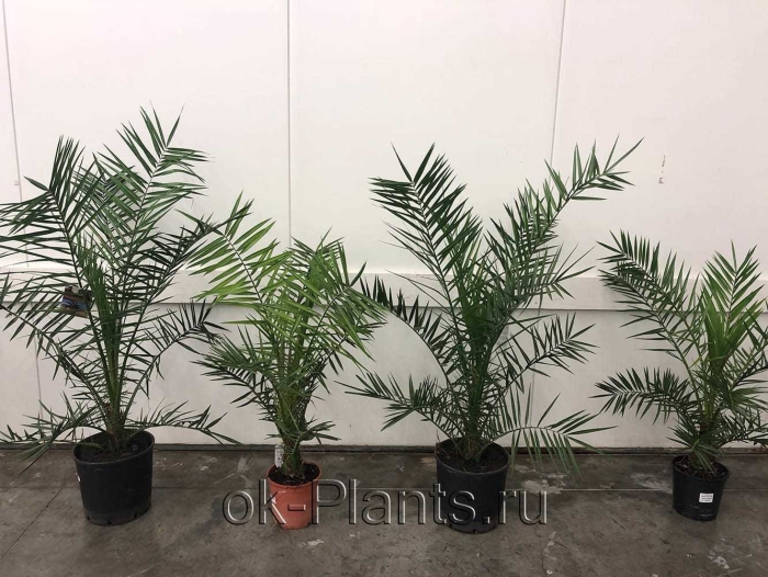 Финик комнатное растение