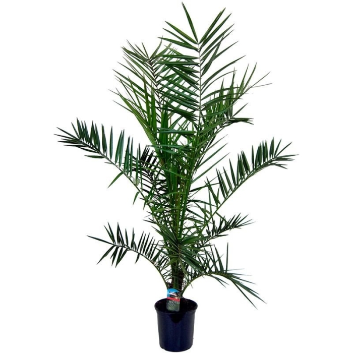 Пальма плант микс