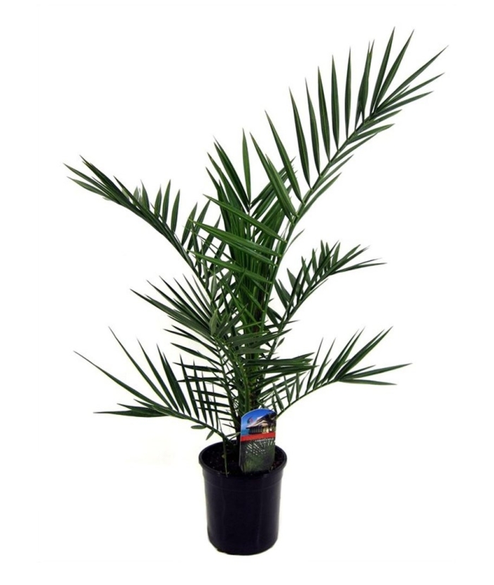 Пальма финик канарский