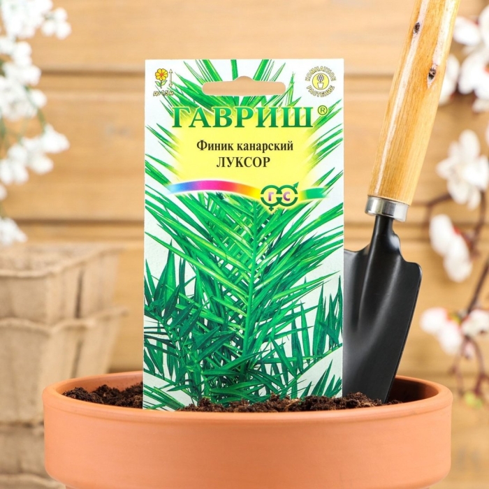 Пальма финик канарский луксор