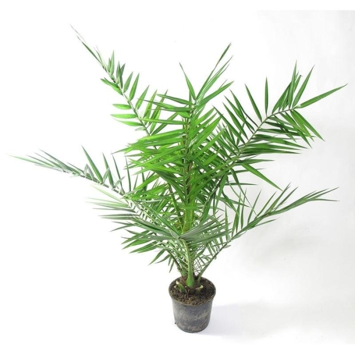 Пальма финик канарский