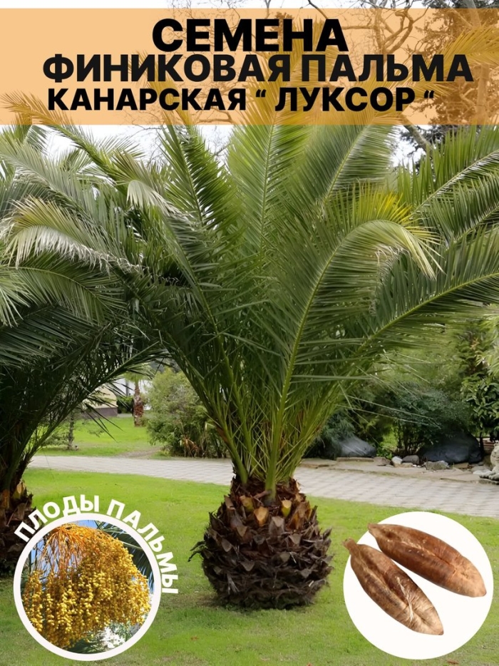 Финиковая пальма канарская