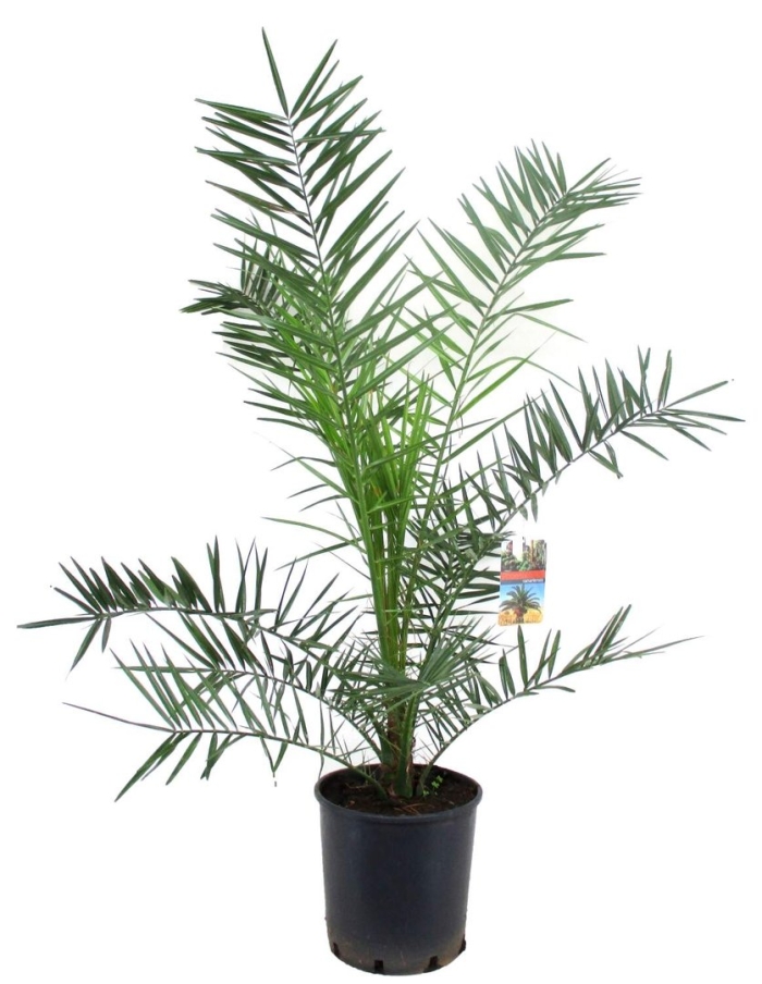 Финик канарский (d-30 h-180)