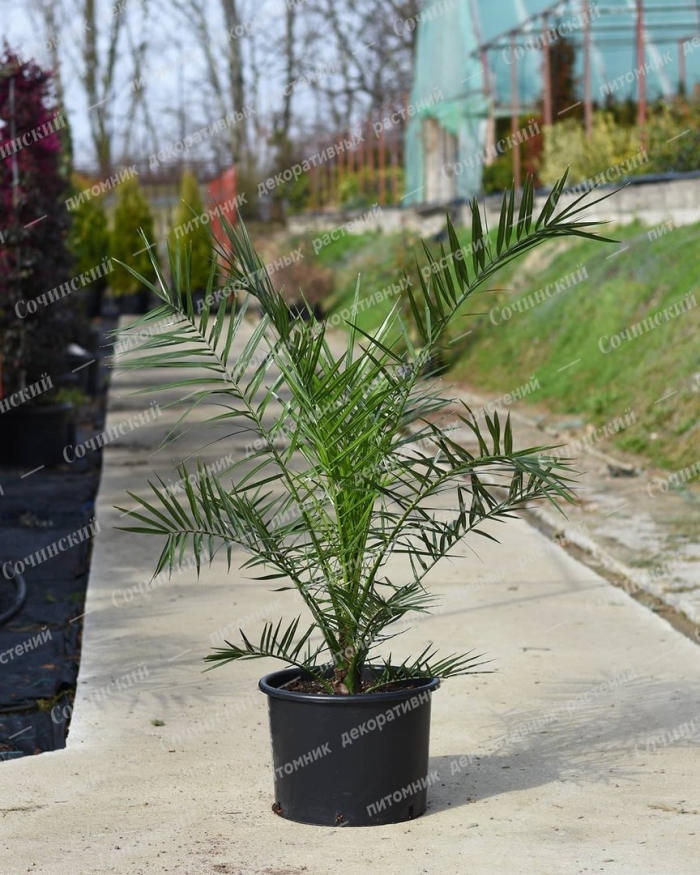 Канарская финиковая пальма