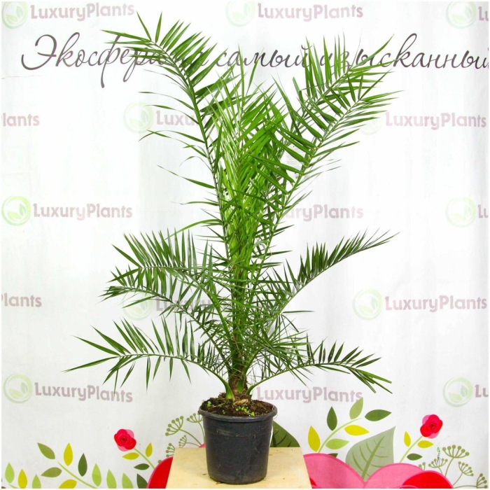 Финиковая пальма из косточки