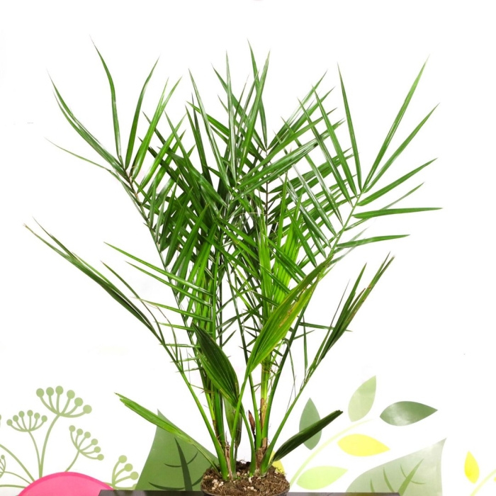 Пальма финик канарский