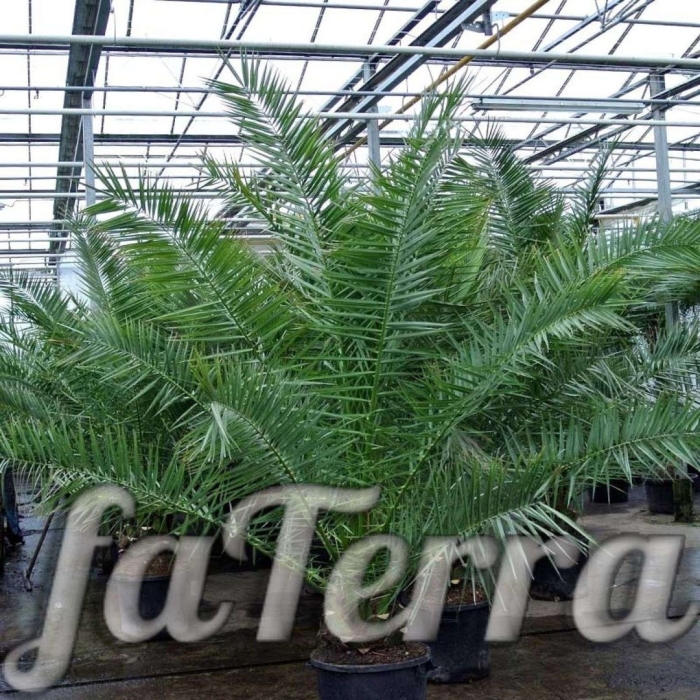 Финиковая пальма канарская