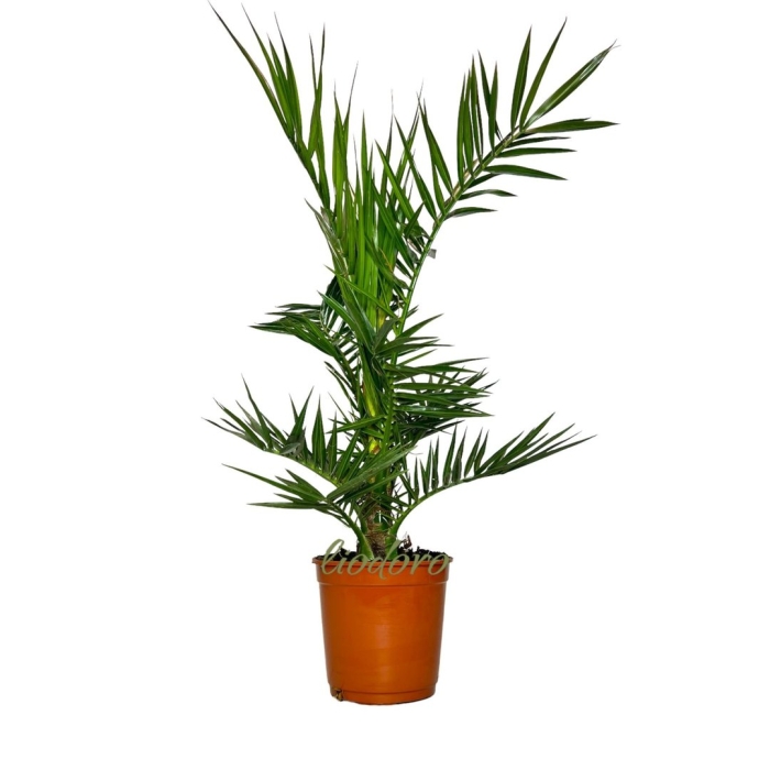 Пальма финиковая