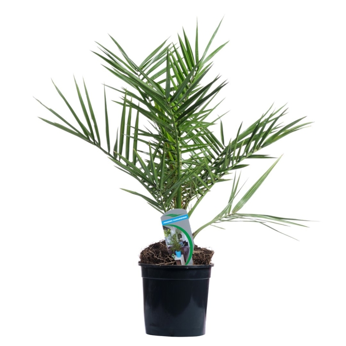 Пальма финик канарский