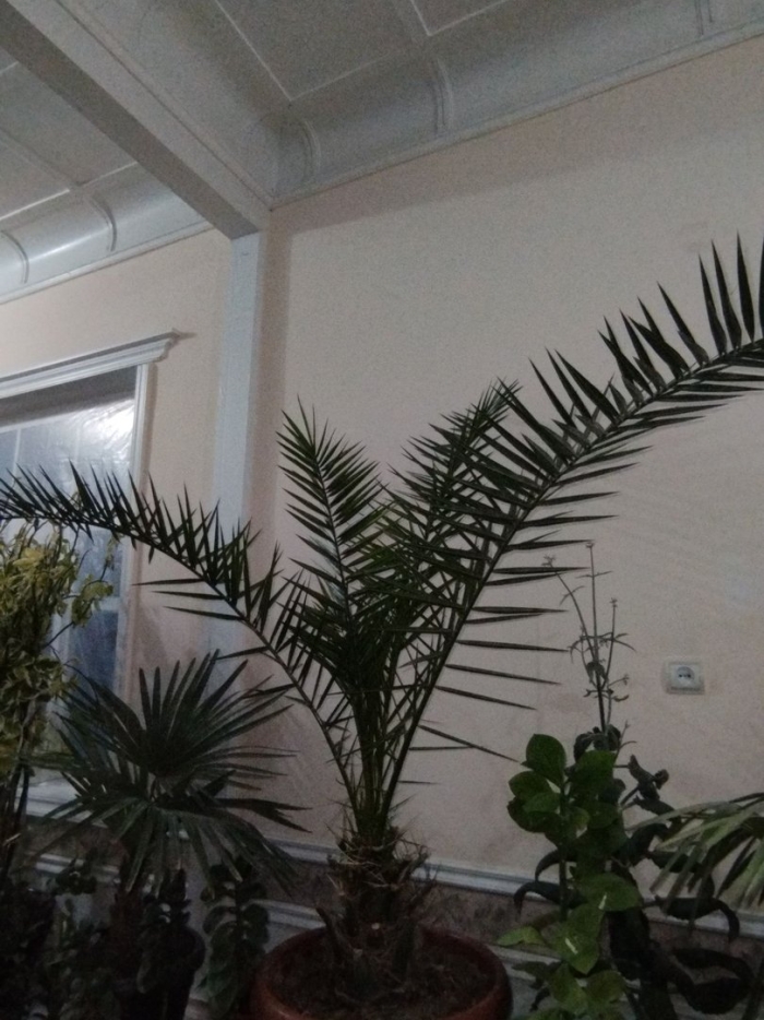 Финиковая пальма (финик пальчатый)