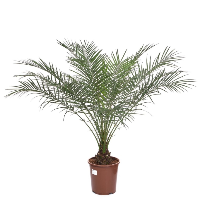 Финиковая пальма робелена