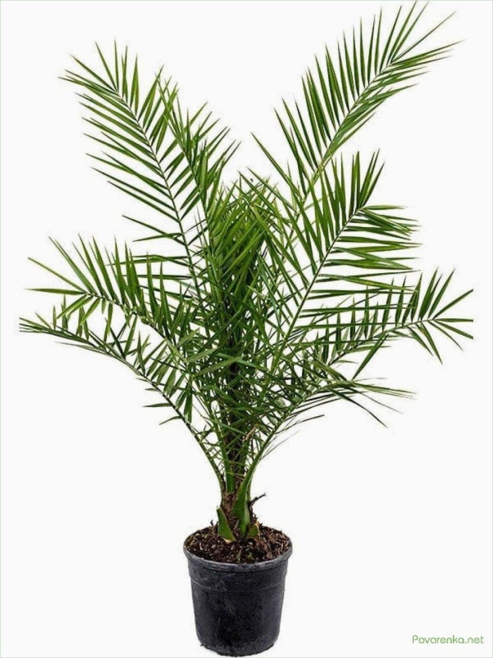 Пальма финик канарский