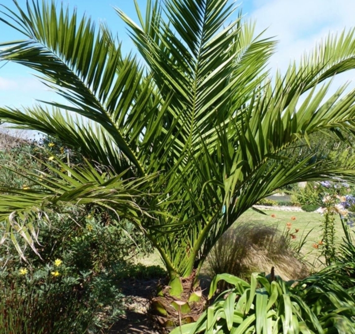 Jubaea chilensis (юбея чилийская)