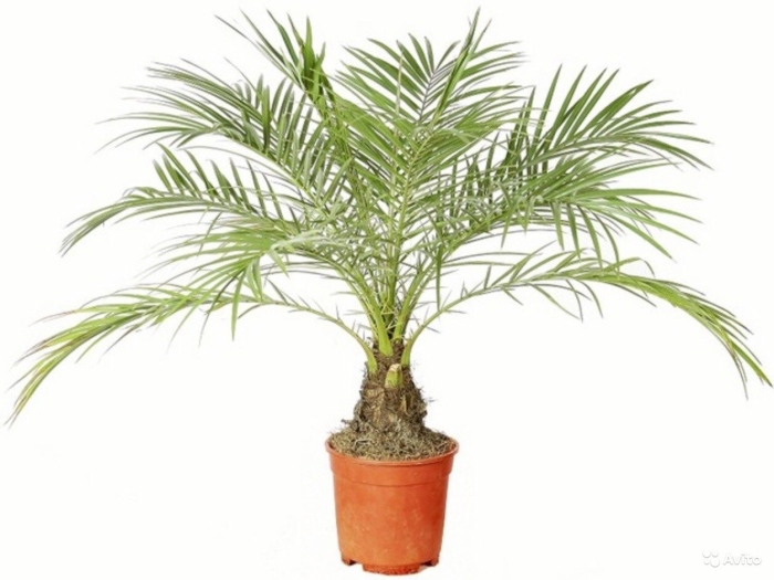 Финик робелена phoenix roebelenii