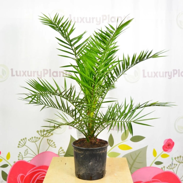 Канарская финиковая пальма