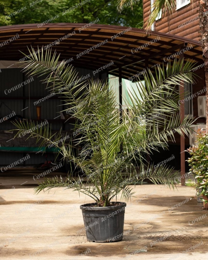 Финик canariensis