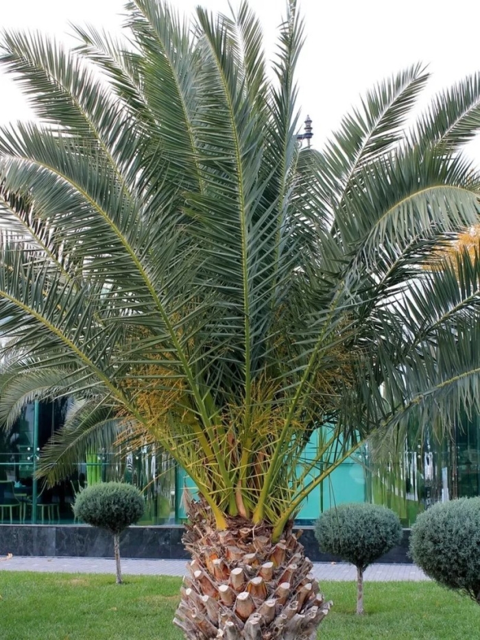 Финик канарский (phoenix canariensis)