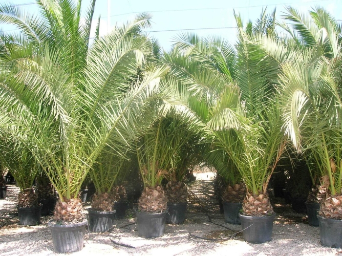 Финиковая пальма бутия