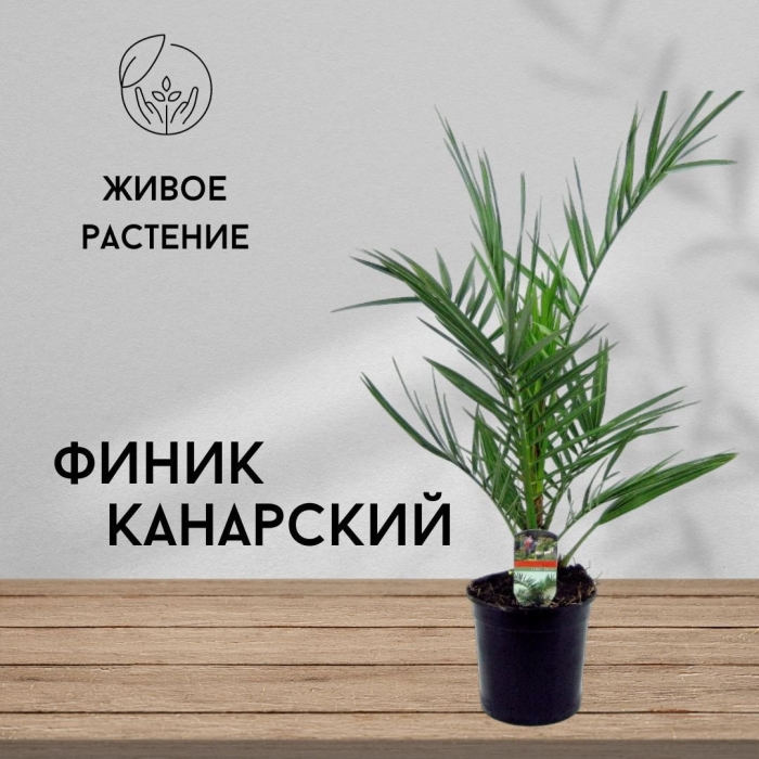 Финик канарский комнатное растение