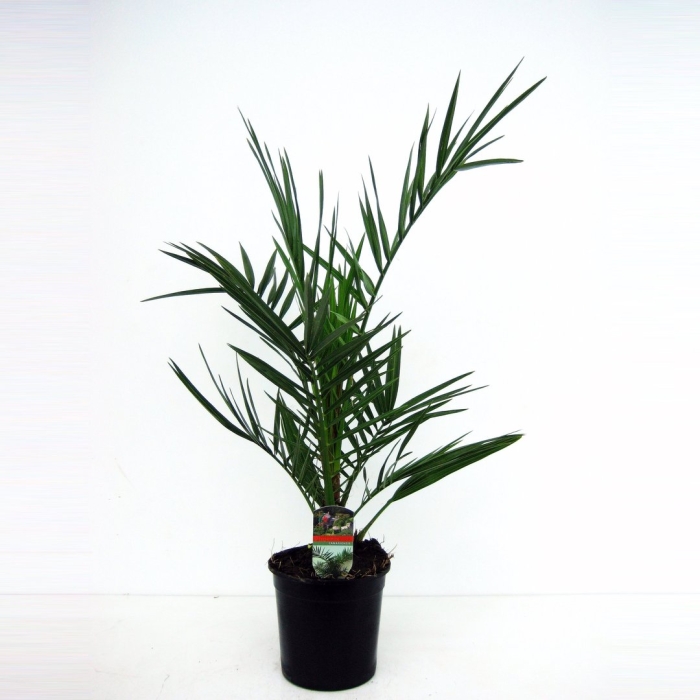 Пальма финик канарский