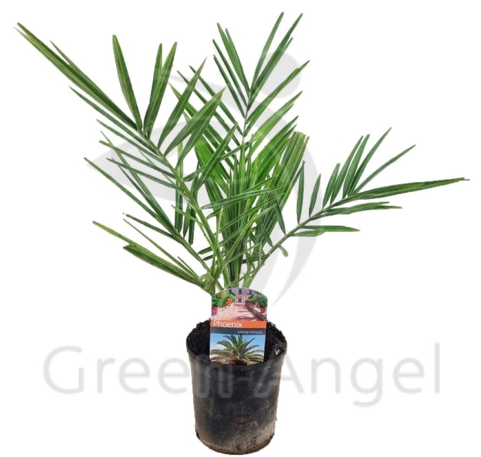 Финик канарский (d-30 h-180)