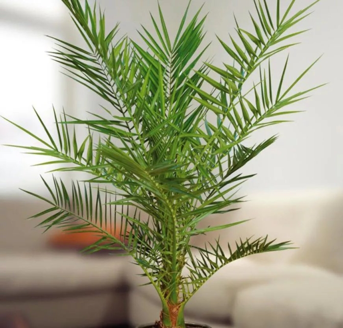 Финиковая пальма в домашних условиях