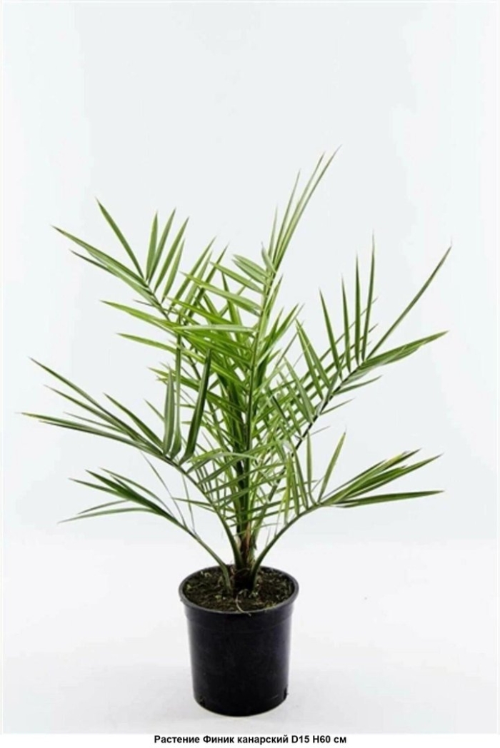Финиковая пальма геншин