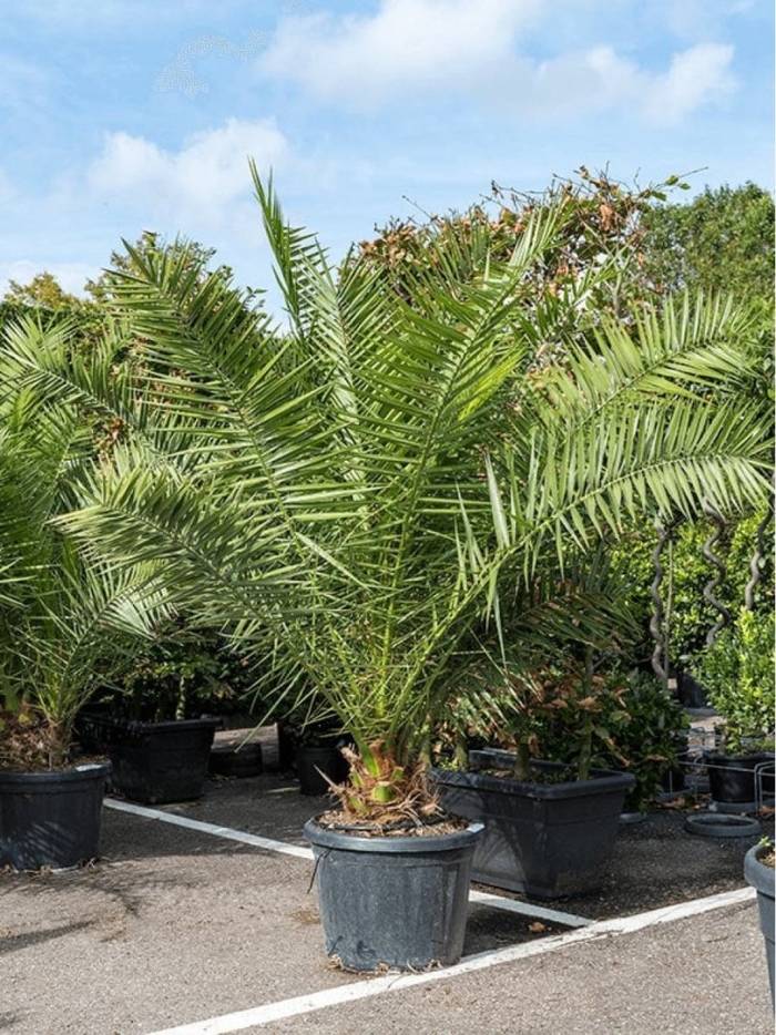 Хамеропс пальма