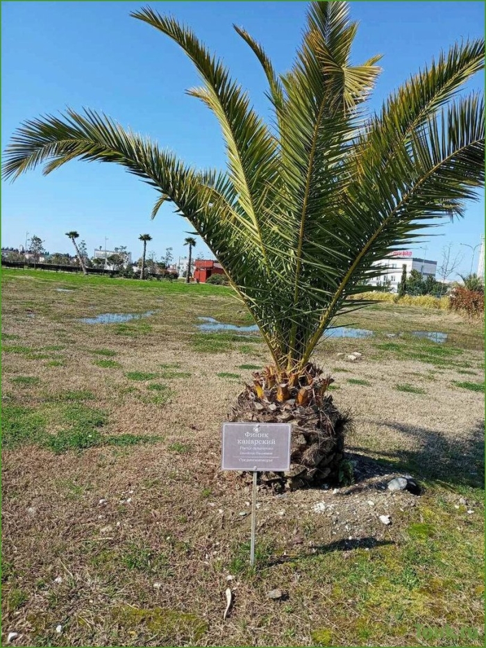 Финиковая пальма в сочи